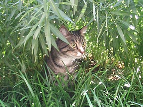 Chairman Meow in the jungle