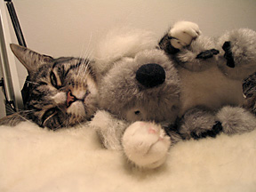 Chairman Meow ready for a nap