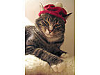 Wendy Chao's Kitty Cat Hat, worn by Chairman Meow 