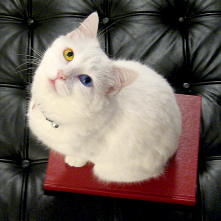 Piper on my dissertation