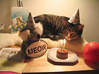birthday cat