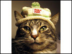 swixcat_small chairman meow swix hat
